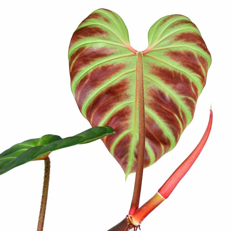 Philodendron Verrucosum