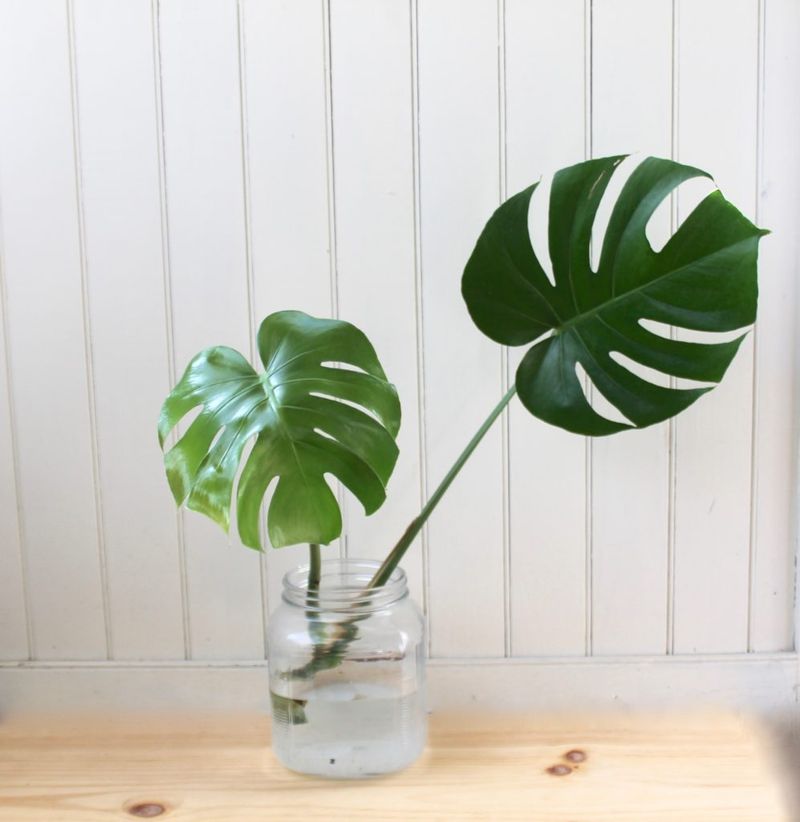 Monstera Deliciosa