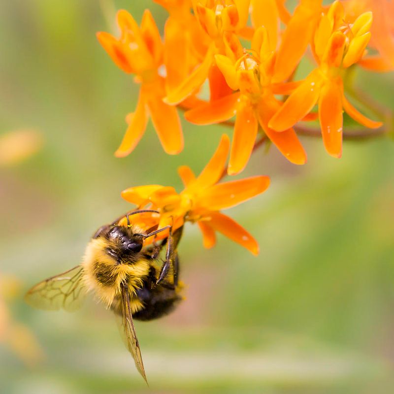 Butterfly Weed
