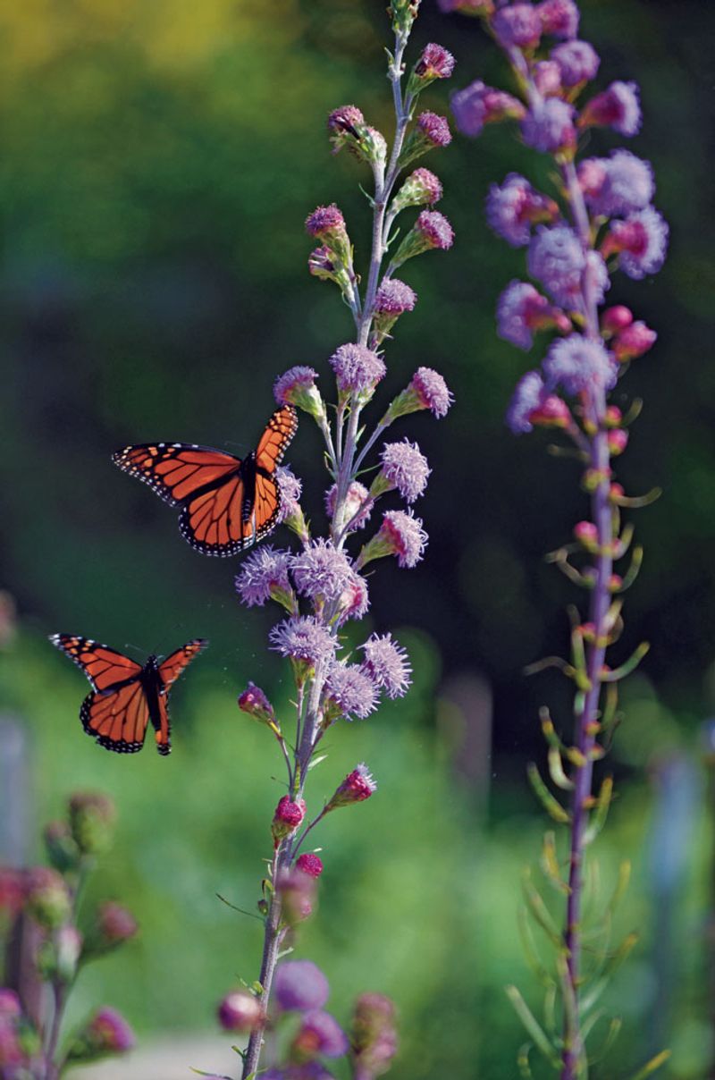 Blazing Star (Liatris)