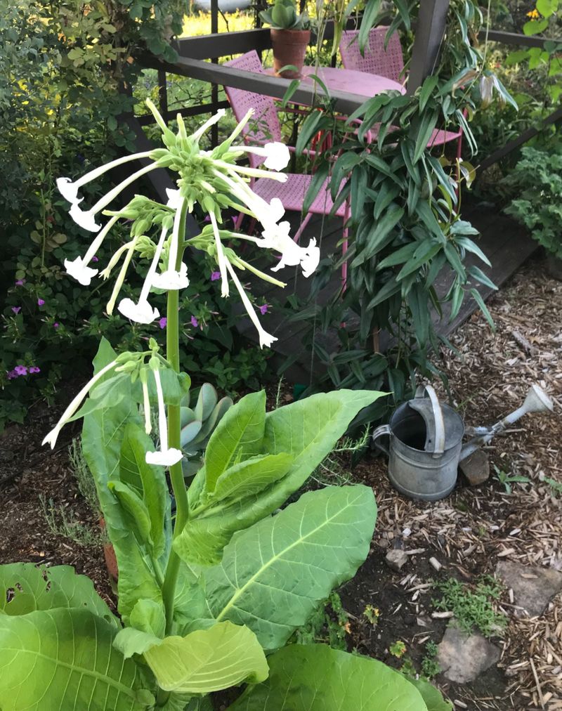 Nicotiana