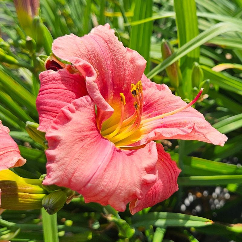 Daylily