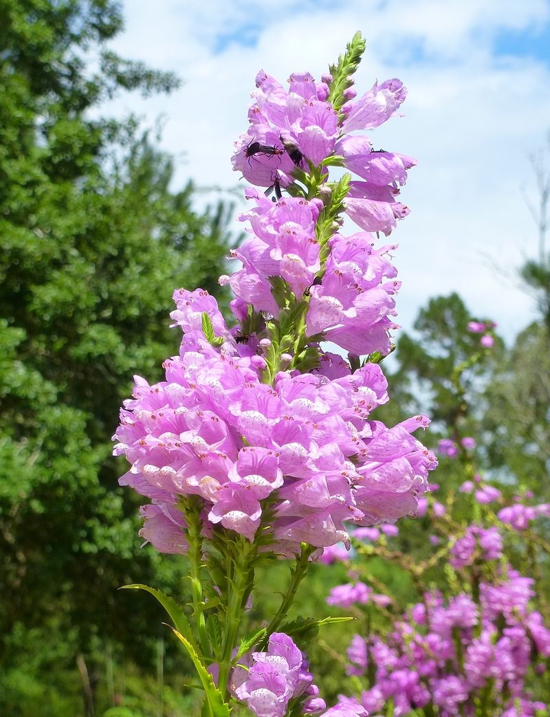 Obedient Plant (Physostegia)