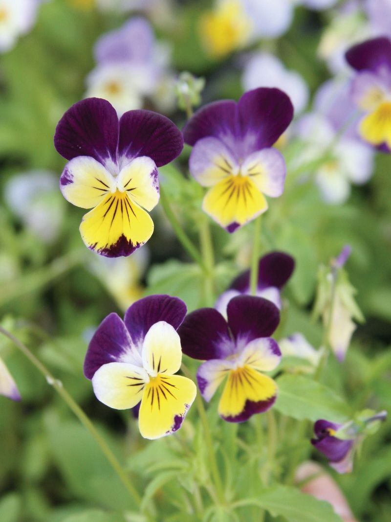 Johnny Jump-Ups (Viola tricolor)