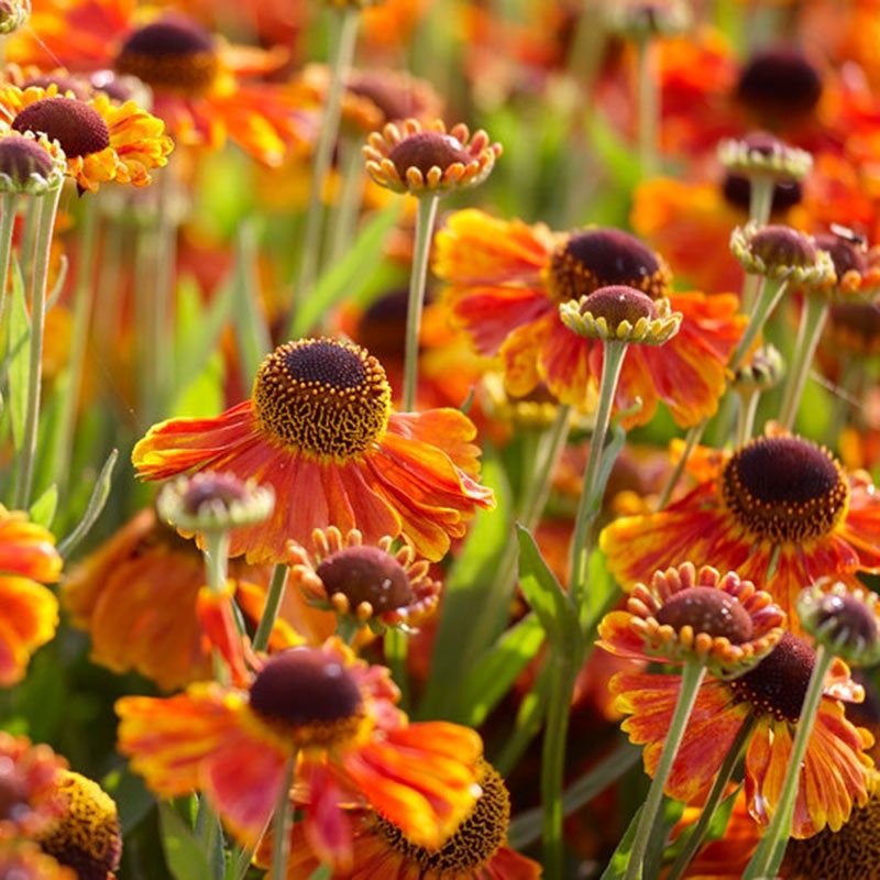 Helenium