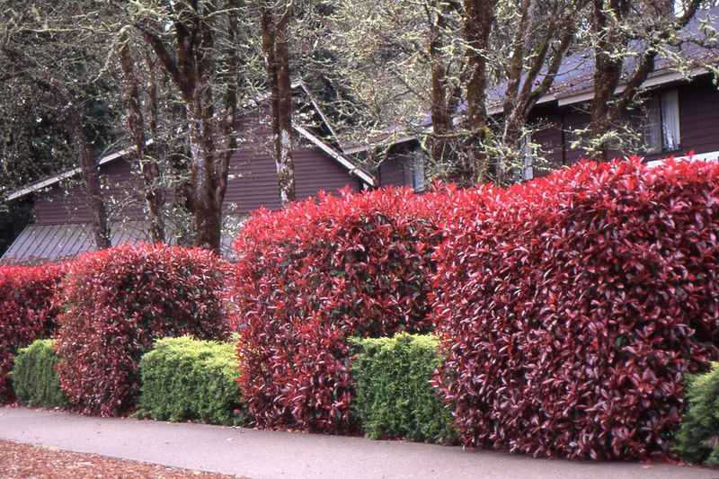 Red Tip Photinia