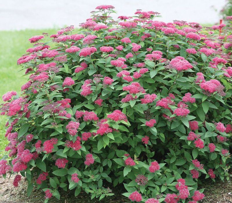 Spiraea Japonica