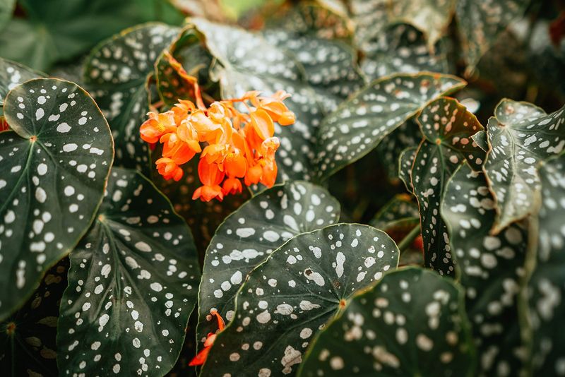 Polka Dot Begonia