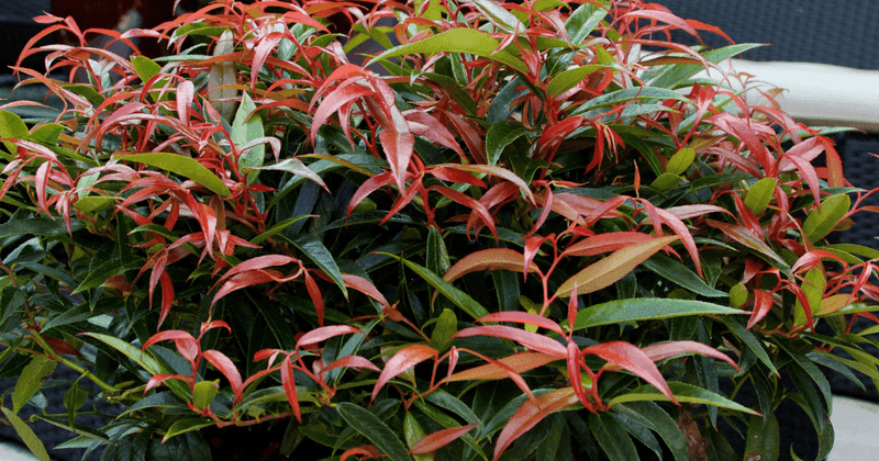 Leucothoe (Leucothoe fontanesiana)