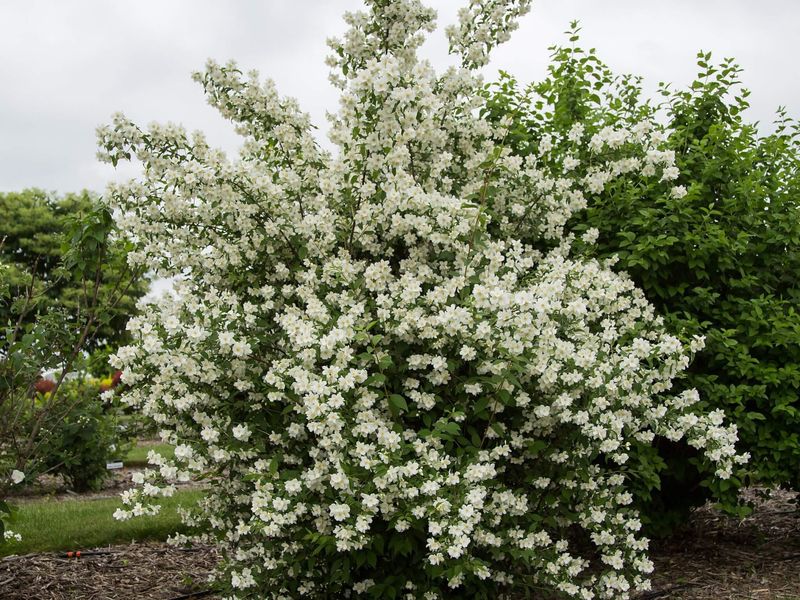 Mock Orange 'Blizzard'