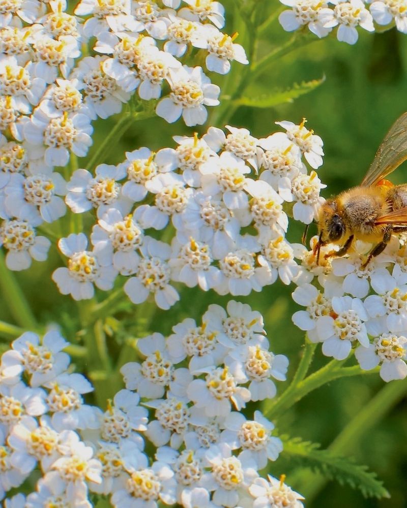 Yarrow (Achillea millefolium)