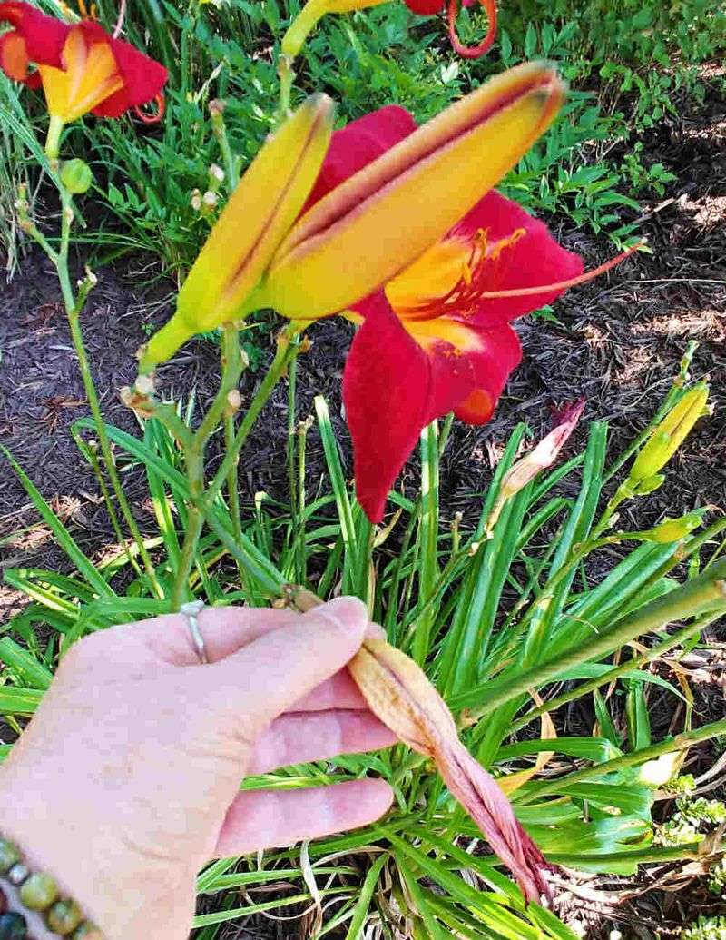 Remove the Entire Flower Head, Not Just the Petals