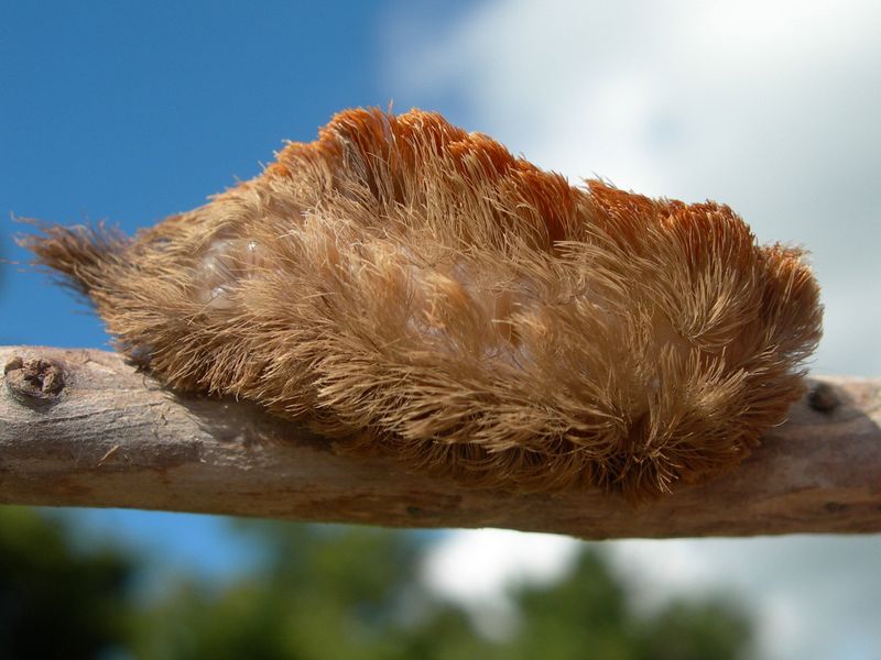 Megalopyge Opercularis Caterpillar