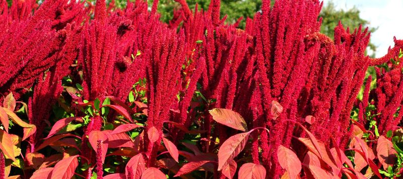 Amaranth