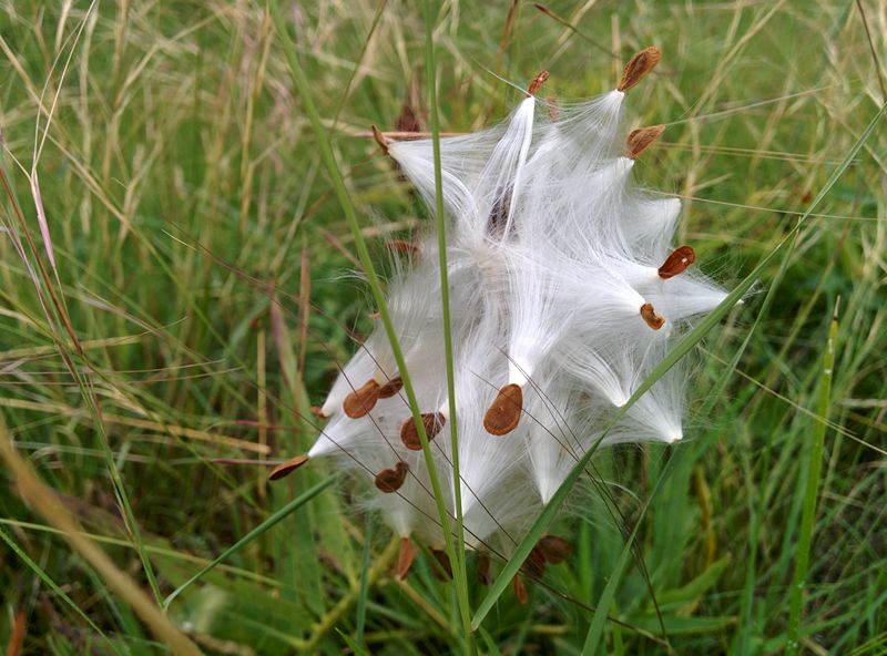 Antelope Horns Milkweed