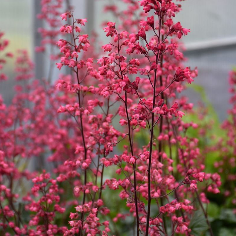 Coral Bells