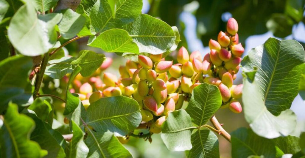 Pistachio Problems in the Home Garden: 10 Issues You Need to Watch For