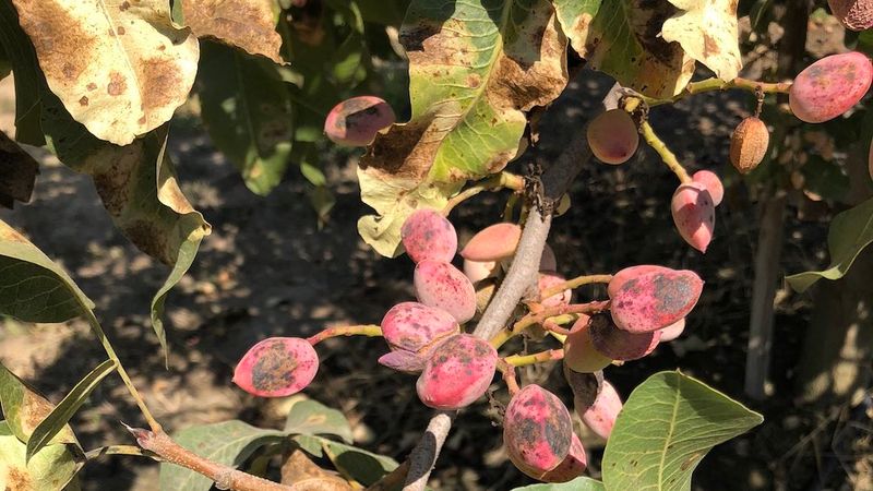 Alternaria Late Blight