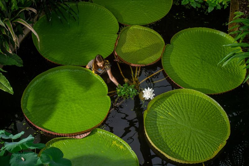 Giant Water Lily