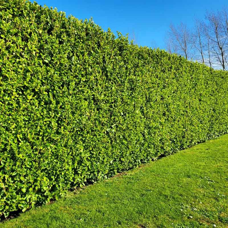 Griselinia (Griselinia littoralis)