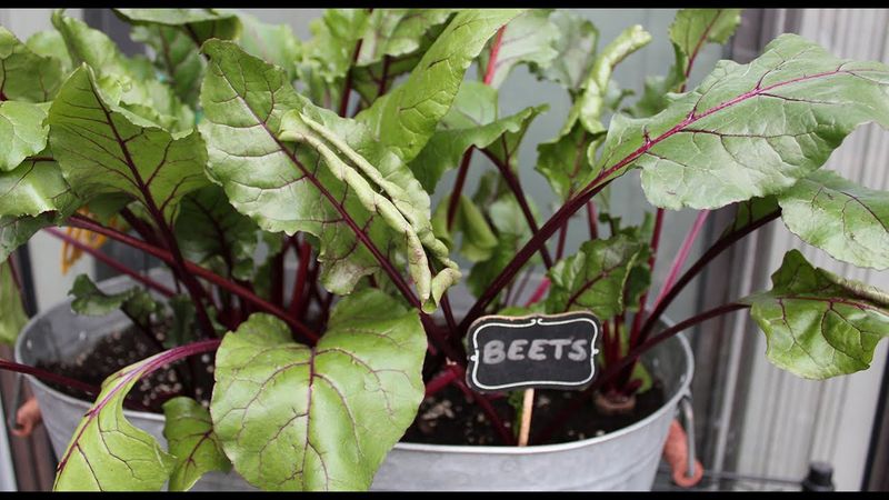 Balcony Beet