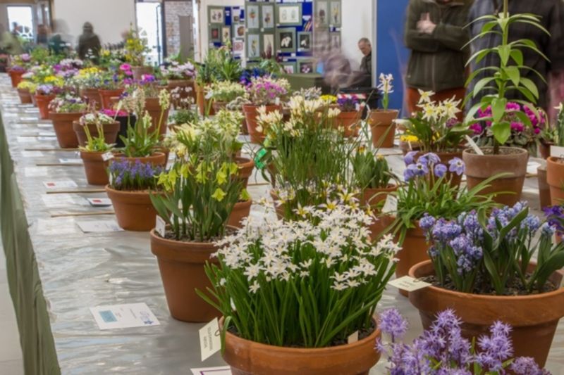 Join an Alpine Garden Society