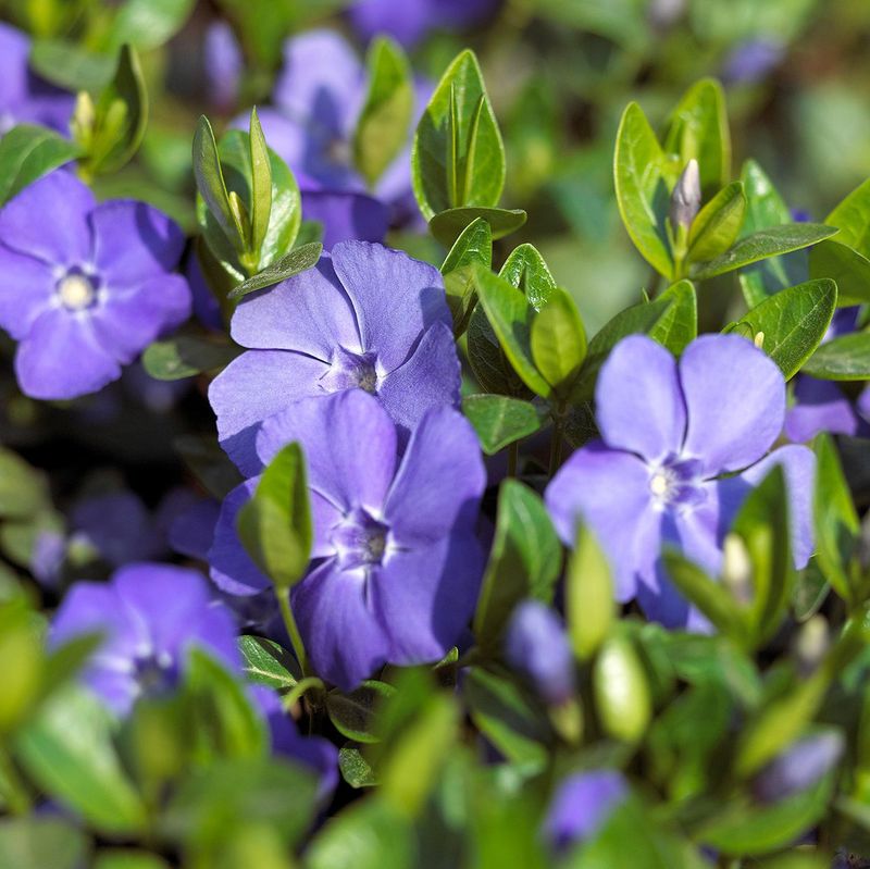 Plant: Periwinkle