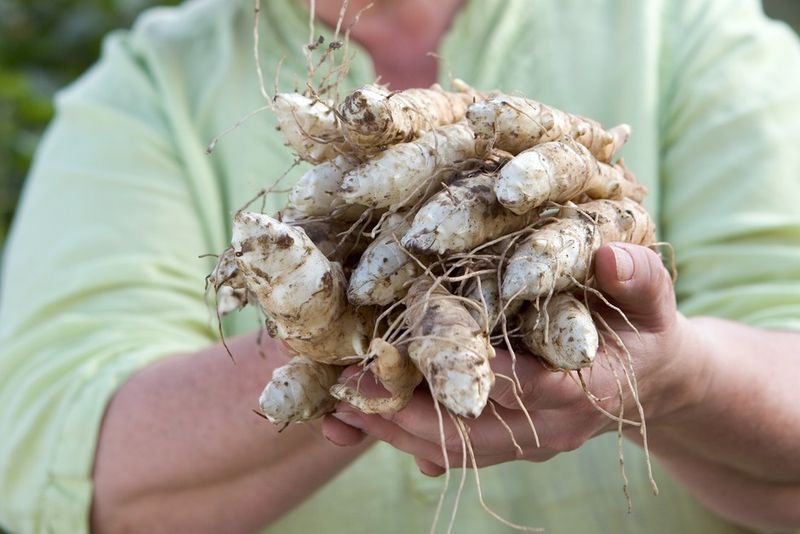 Plant: Jerusalem Artichokes