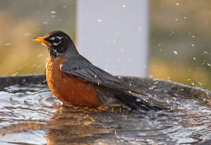 Keep a Clean Bird Bath