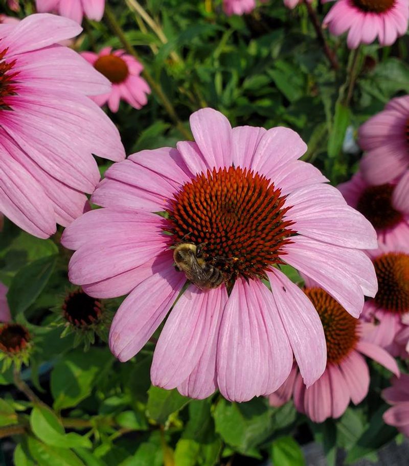 Plant: Coneflower