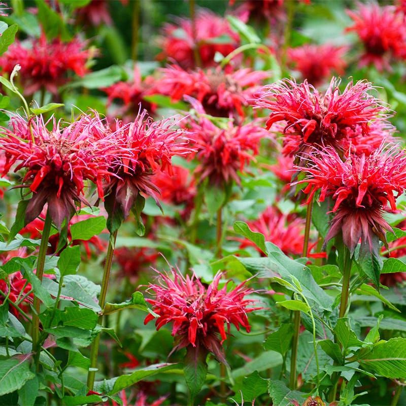 Plant: Bee Balm