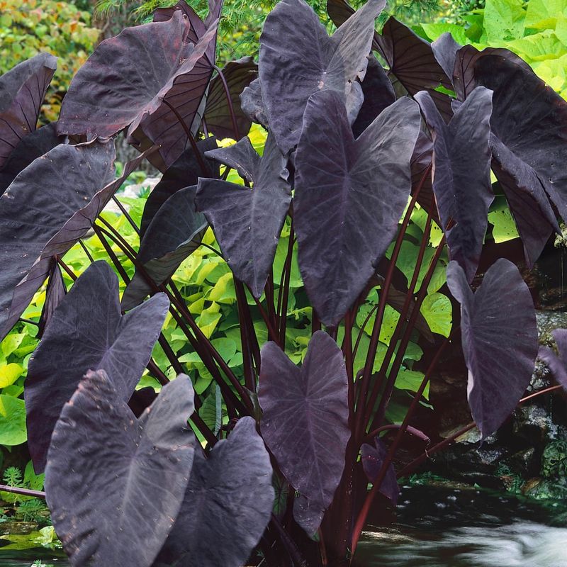 Plant: Taro