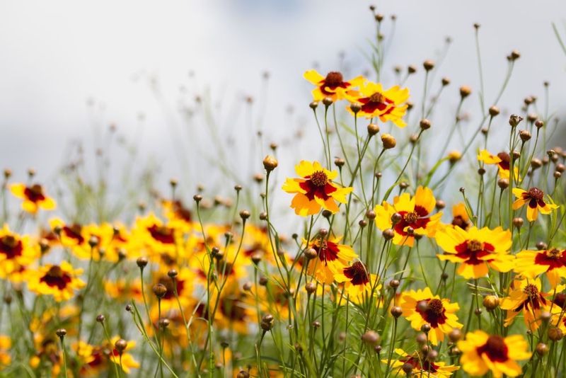 Plant: Coreopsis