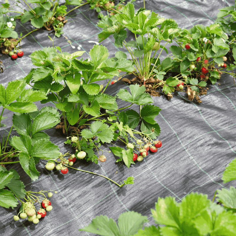 Warm the Soil with Black Plastic Mulch
