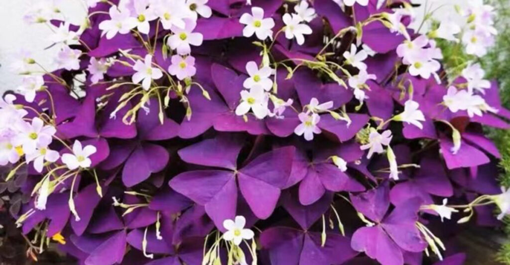 Plant Experts Just Announced These 24 Purple Varieties Are Perfect for 2025