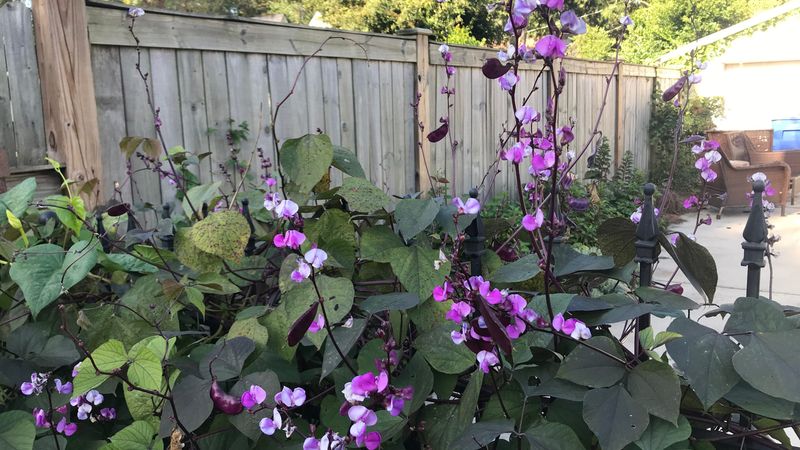 Plant Instead: Hyacinth Bean