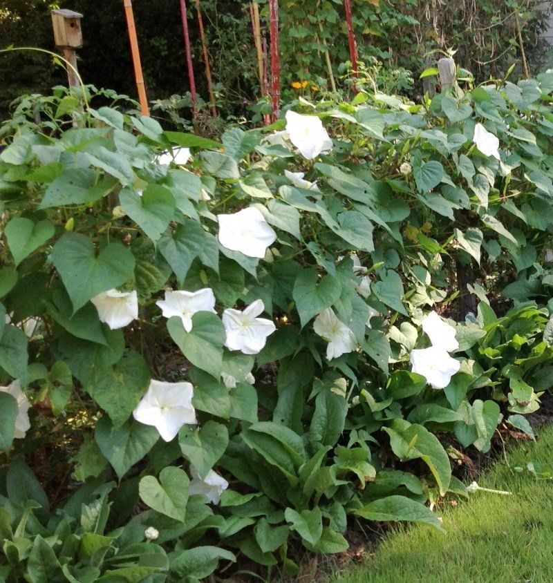Plant Instead: Moonflower