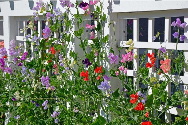 Plant Instead: Annual Sweet Pea