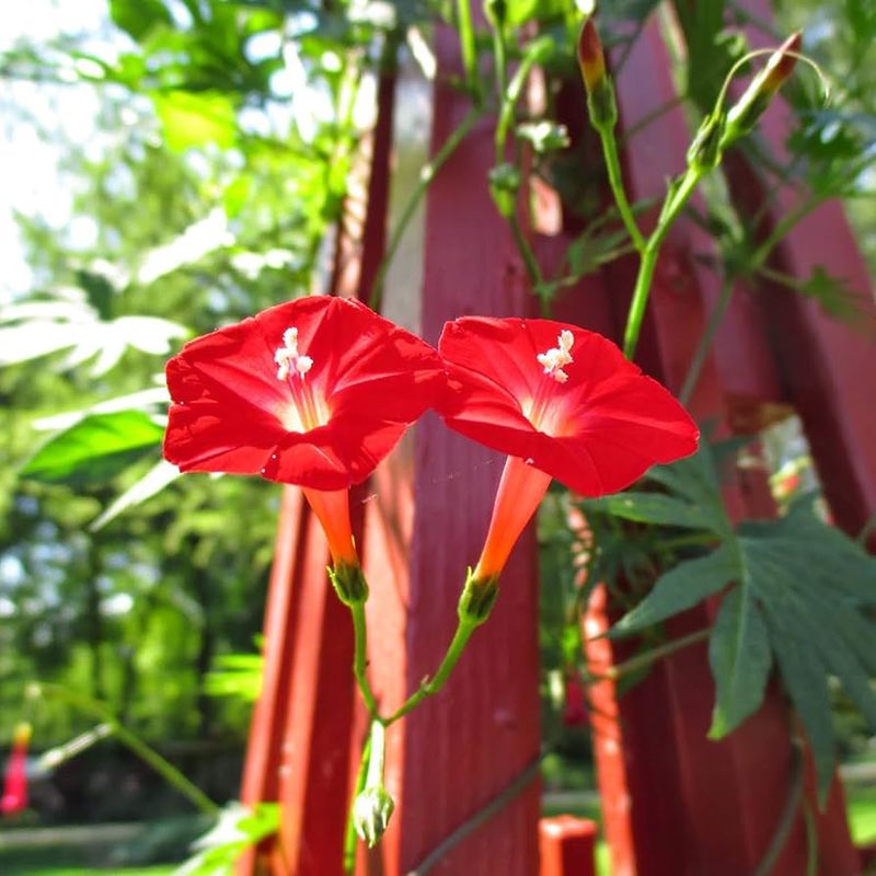 Plant Instead: Cardinal Climber