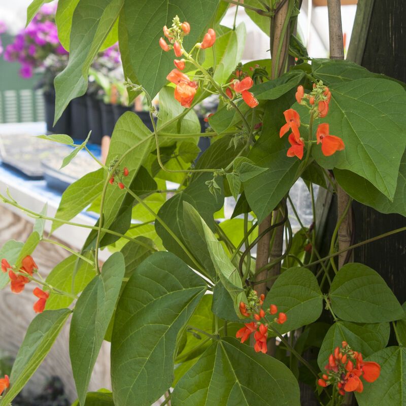 Plant Instead: Scarlet Runner Bean