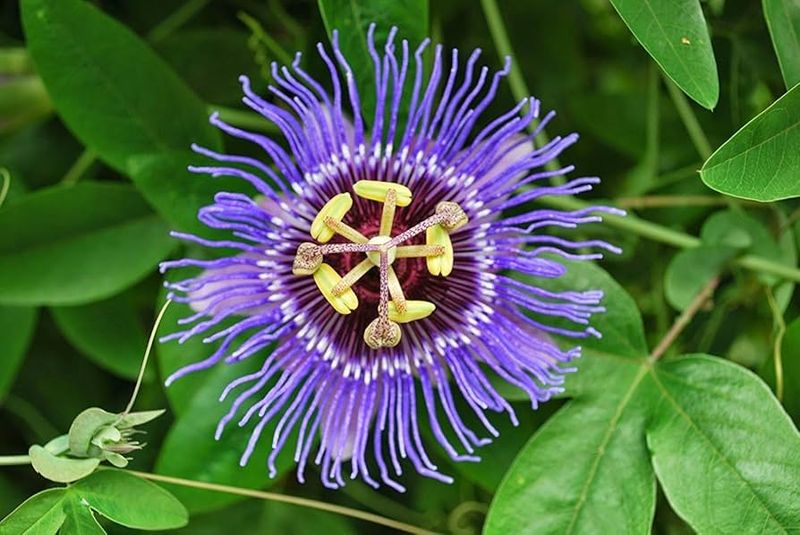 Plant Instead: Passion Flower
