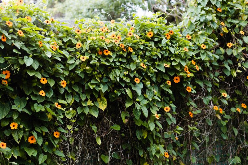 Plant Instead: Black-Eyed Susan Vine