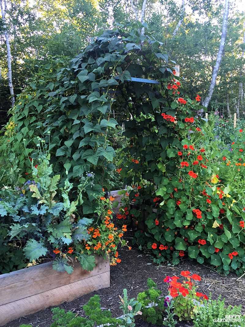 Plant Instead: Climbing Nasturtium