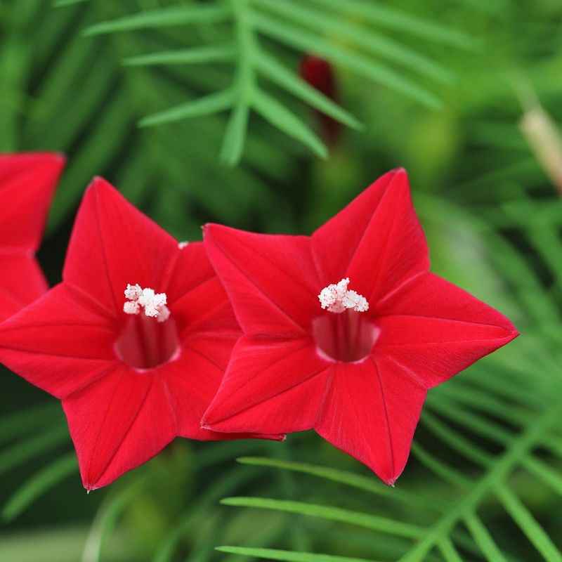 Plant Instead: Cypress Vine