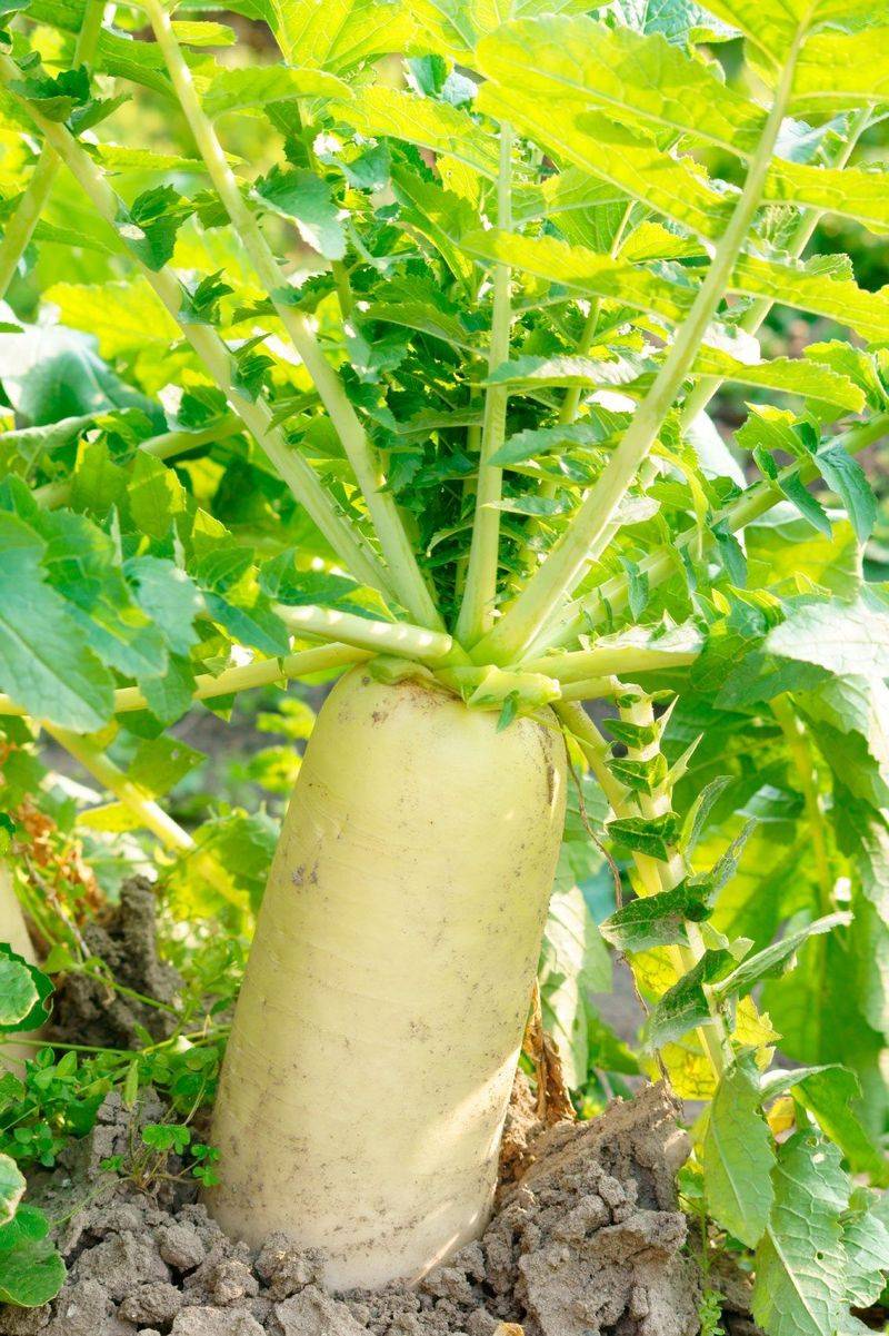 Plant: Daikon Radishes