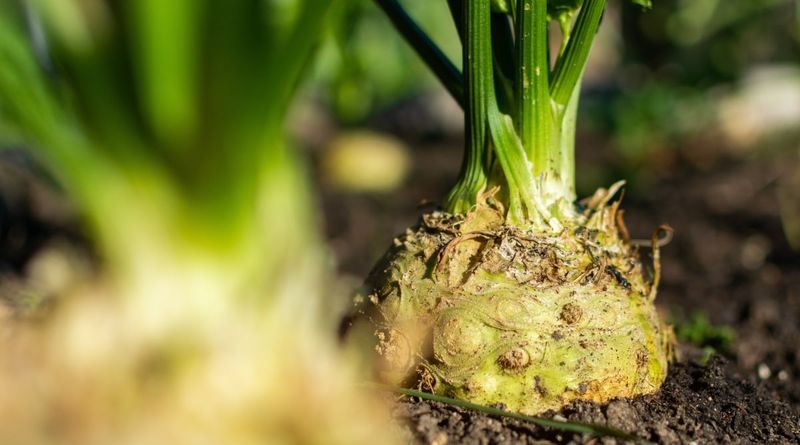Plant: Celeriac