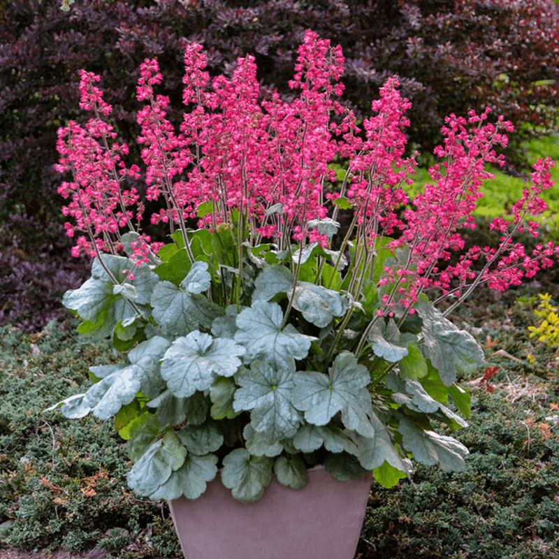 Plant: Coral Bells