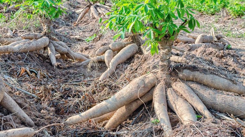 Plant: Cassava