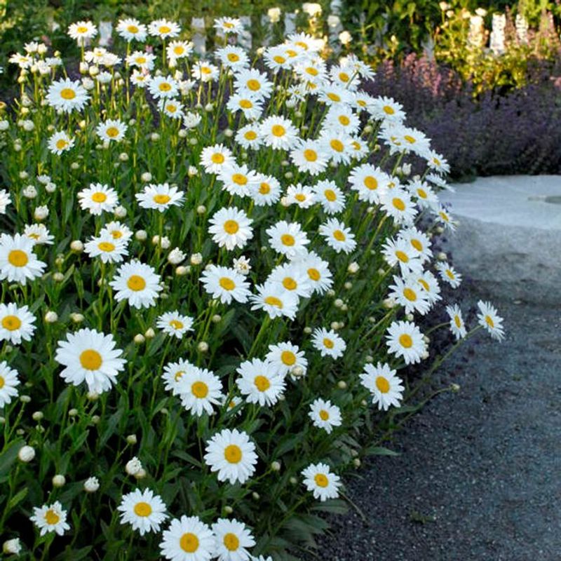 Plant: Shasta Daisy