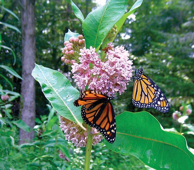 Common Milkweed
